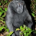 monkey_macaques_black_tangkoko_v_0018_sul1190.jpg